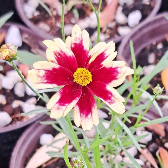 Coreopsis 'Ruby Frost'