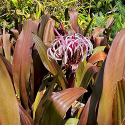 Crinum x augustum 'Queen Emma'
