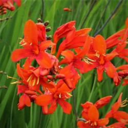Crocosmia 'Emberglow'