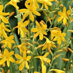 Crocosmia 'George Davidson'