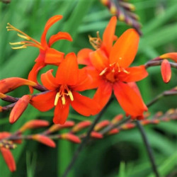 Crocosmia masoniorum