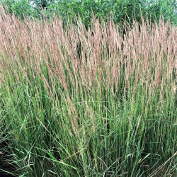 Calamagrostis acutiflora 'Karl Foerster'