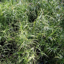 Carex muskingumensis Carex muskingumensis