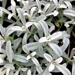 Cerastium candidissimum