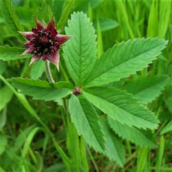 Comarum palustre Comarum palustre