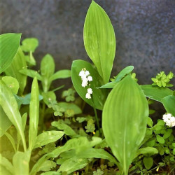Convallaria majalis Convallaria majalis