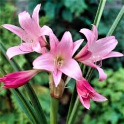 Crinum powellii 'Roseum'