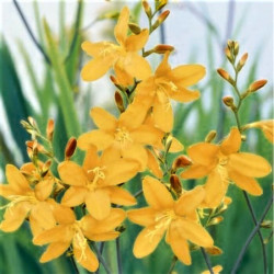 Crocosmia 'John Boots'