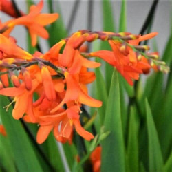 Crocosmia 'Lady Ann'