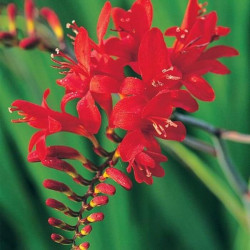 Crocosmia 'Lucifer'