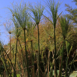 Cyperus papyrus Cyperus papyrus