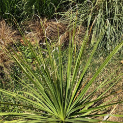 Dasilirium serratifolium Dasilirium serratifolium