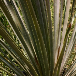 Dasylirion texanum Dasylirion texanum