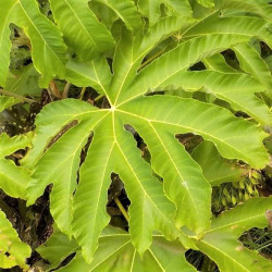 Tetrapanax papyrifer Tetrapanax papyrifer