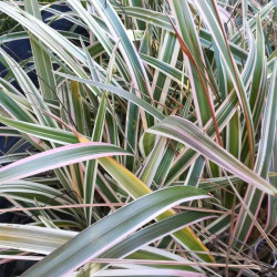 Dianella tasmanica 'Variegata'