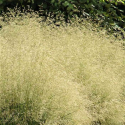 Deschampsia cespitosa 'Goldschleier'