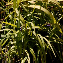 Dianella caerulea
