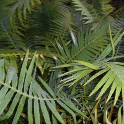 Dioon spinulosum Dioon spinulosum