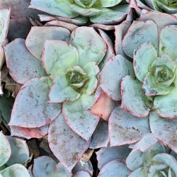Echeveria 'Cante White Cloud' Echeveria 'Cante White Cloud'