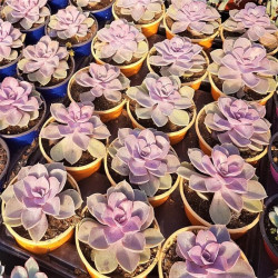 Echeveria 'Perle Von Nürnberg' Echeveria 'Perle Von Nürnberg'