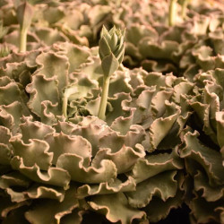 Echeveria shaviana 'Truffles' Echeveria shaviana 'Truffles'