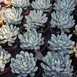 Echeveria 'Violet Queen' Echeveria 'Violet Queen'