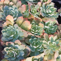 Echeveria glauca Echeveria glauca