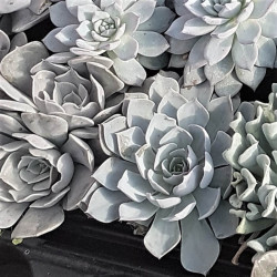 Echeveria lilacina Echeveria lilacina