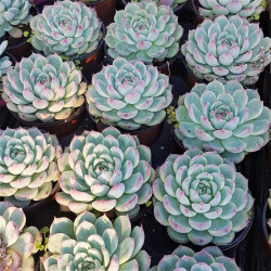 Echeveria minima Echeveria minima