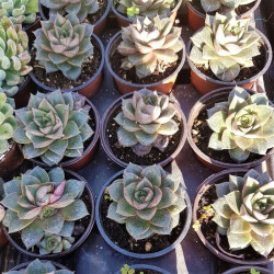 Echeveria purpusorum Echeveria purpusorum