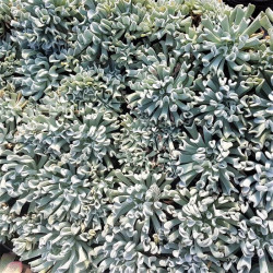 Echeveria runyonii  'Topsy Turvy' Echeveria runyonii  'Topsy Turvy'