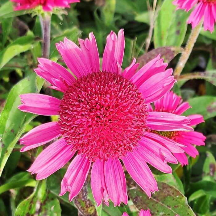 Echinacea purpurea 'Delicious Candy'