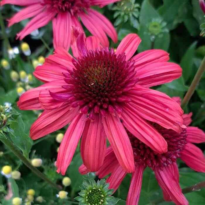 Echinacea purpurea 'Eccentric'