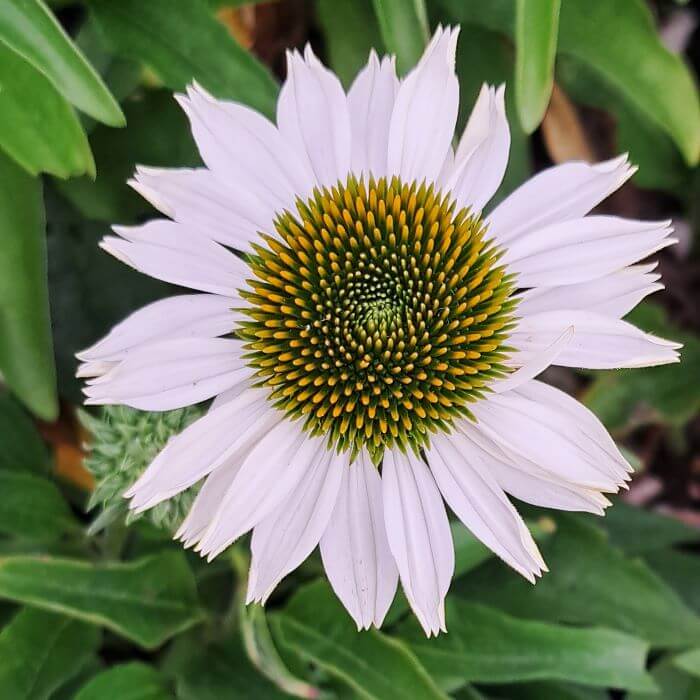 Echinacea purpurea 'Fragrant Angel'