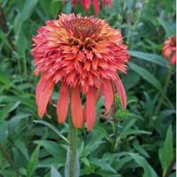 Echinacea purpurea 'Hot Papaya'