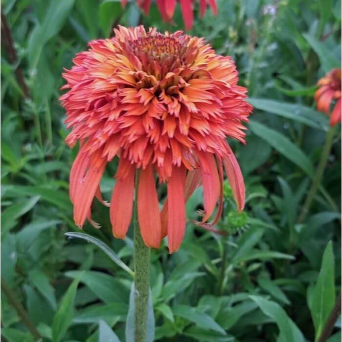 Echinacea purpurea 'Hot Papaya'