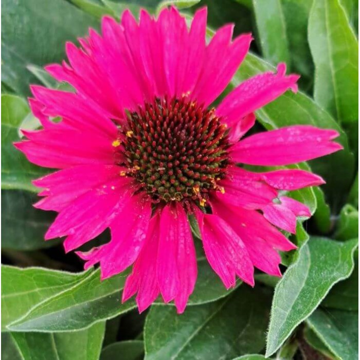 Echinacea purpurea 'Sensation Pink'