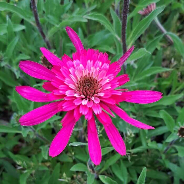 Echinacea purpurea 'Southern Belle'