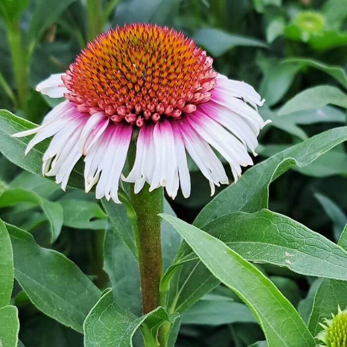 Echinacea purpurea 'Strawberry and Cream'