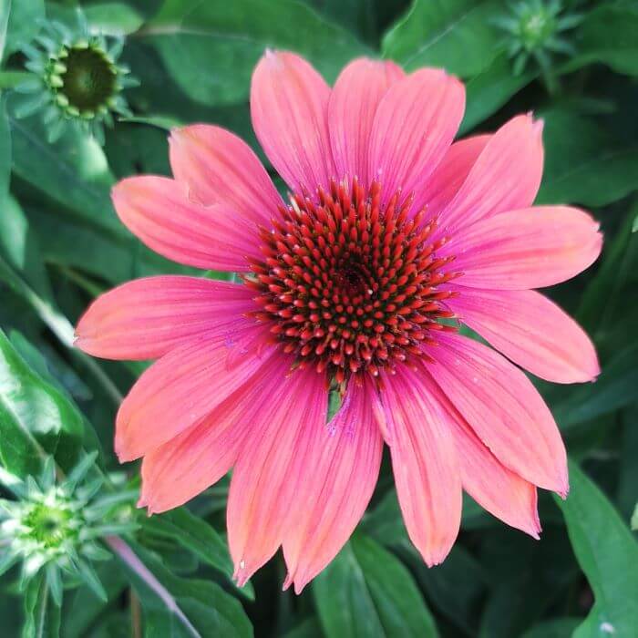 Echinacea purpurea 'Summer Cloud'