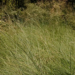 Eragrostis elliotii 'Wind Dancer' Eragrostis elliotii 'Wind Dancer'