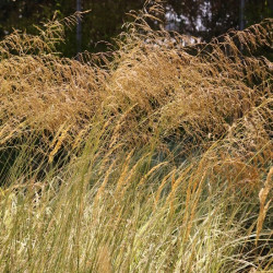 Eragrostis curvula 'Totnes Burgundy'