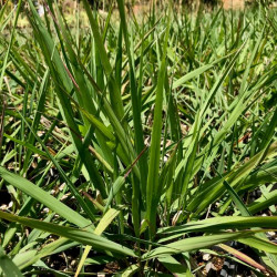 Eragrostis spectabilis Eragrostis spectabilis