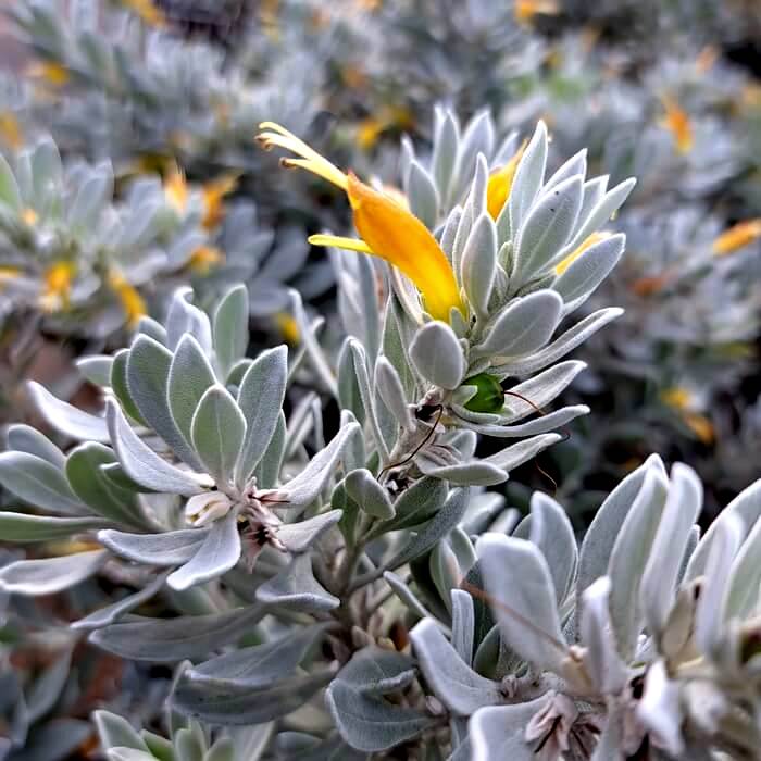 Eremophila glabra