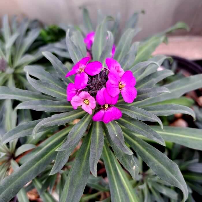 Erysimum 'Bowles Mauve'