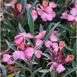 Erysimum 'Constant Cheer'