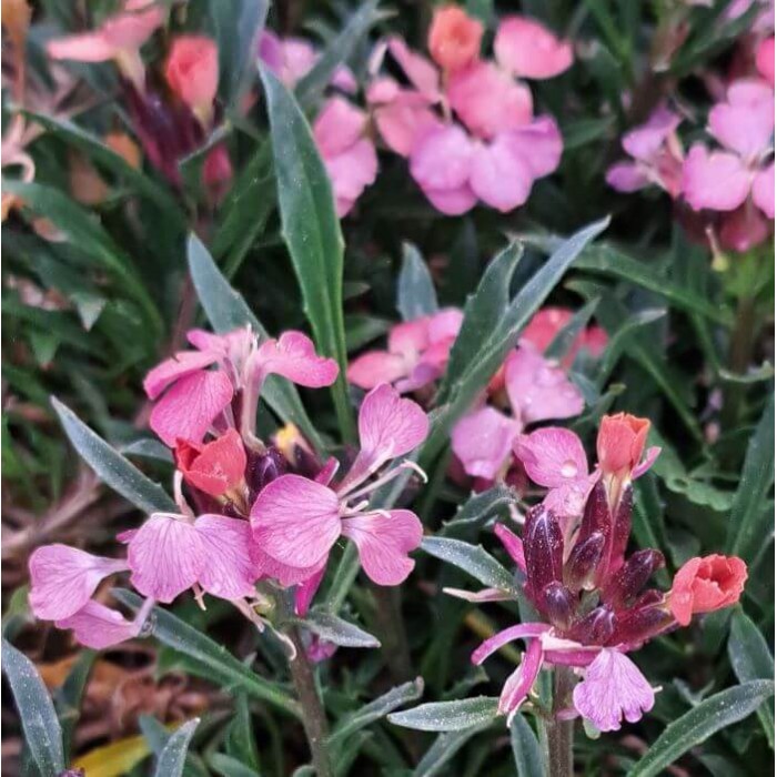 Erysimum 'Constant Cheer'