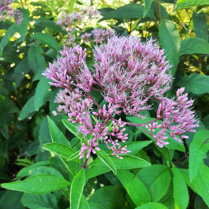 Eupatorium purpureum