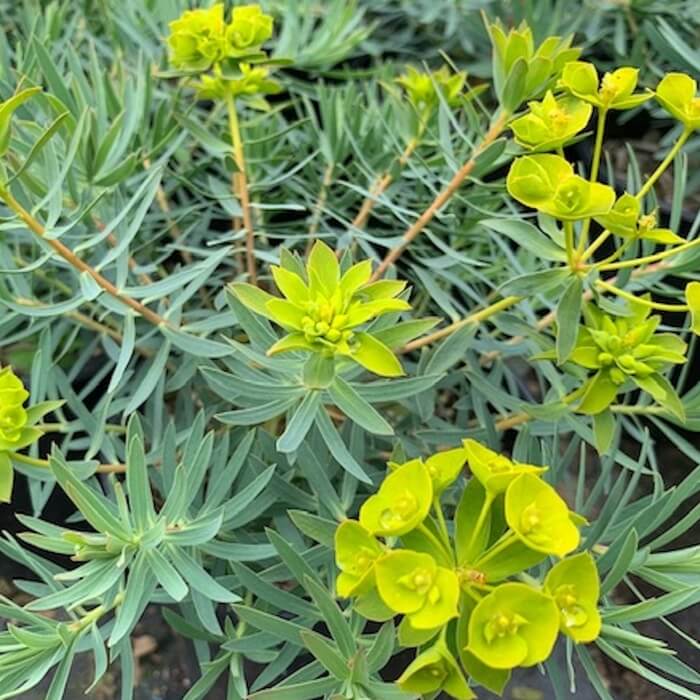 Euphorbia 'Copton Ash'