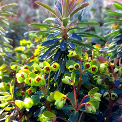 Euphorbia x martini 'Kolibri'
